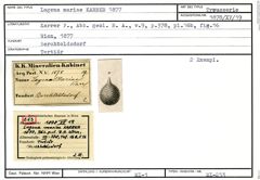Karteikarte zum Syntyp von Lagena mariae Karrer, 1877